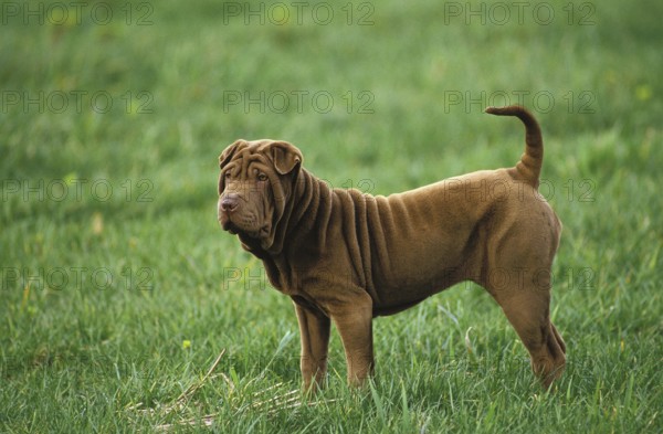 SHAR PEI DOG, adult ON GRASS