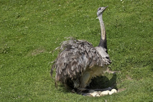 American Rhea (rhea americana), Adult sitting on Eggs in Nest