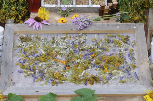 Herbs laid out to dry, St. John's wort, yarrow, mint, lemon balm, bedstraw (Hypericum perforatum)