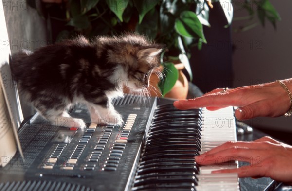 Norwegian Forest Cat, kitten, 5 weeks, on keyboard