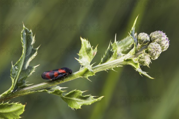Red-black Red-and-black froghopper (Cercopis vulnerata)