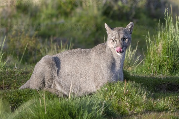 Cougar (Cougar concolor), silver lion, mountain lion, cougar, panther, small cat, animal licks its