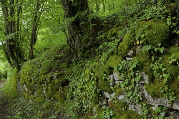 Hiking trail in spring, green lung, stone wall, wall, masonry, May, Limpurger ruins, Schwäbisch