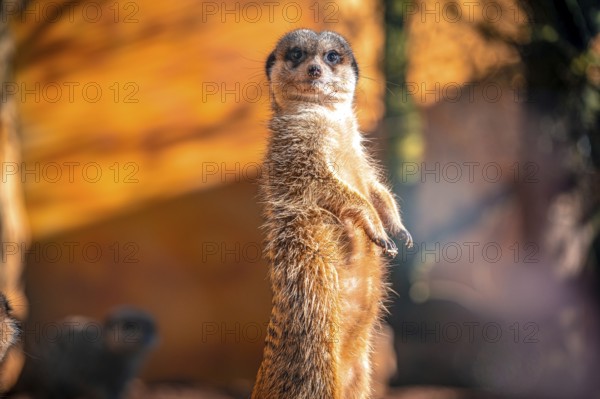 Meerkats (Suricata Suricatta) in its natural environment in sunshine, Eisenberg, Thuringia,