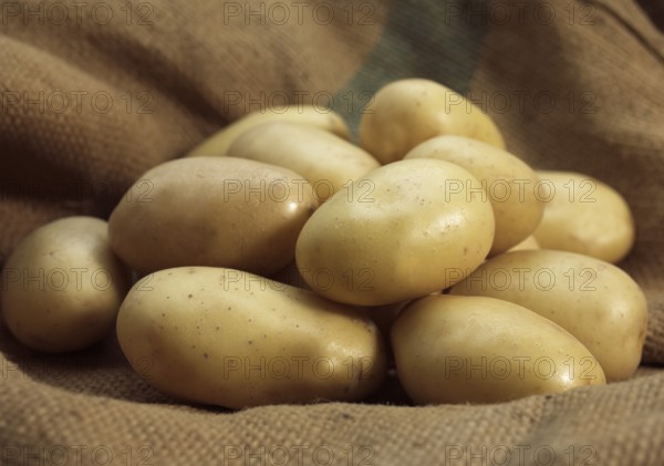 Mona Lisa Potato (solanum tuberosum)