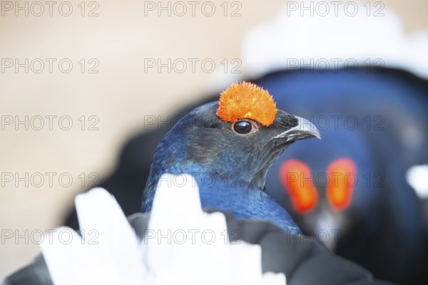 Black Grouse (Tetrao tetrix) Male, Sweden, Europe