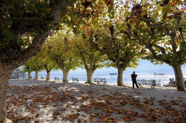 Switzerland, Lake Maggiore, Ticino, Ascona, plane trees in autumn, avenue, Europe