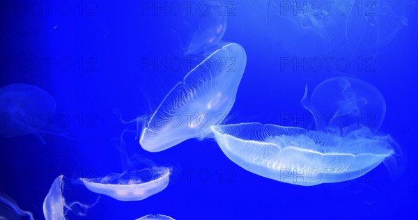 Common Jellyfish or Moon Jellyfish, urelia aurita, Group Swimming