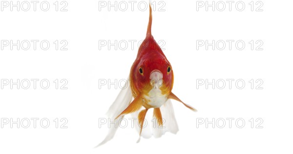 Ryukin Goldfish (carassius auratus), Adult Against White Background