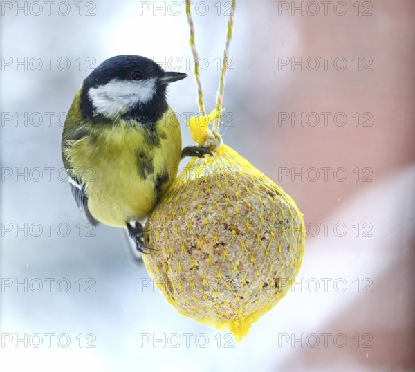 Great tit (Parus major), feeding on a fat ball, bird feeding station, Wisamr, Mecklenburg-Western
