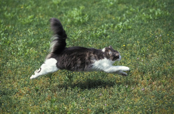 Domestic cat runs on grass