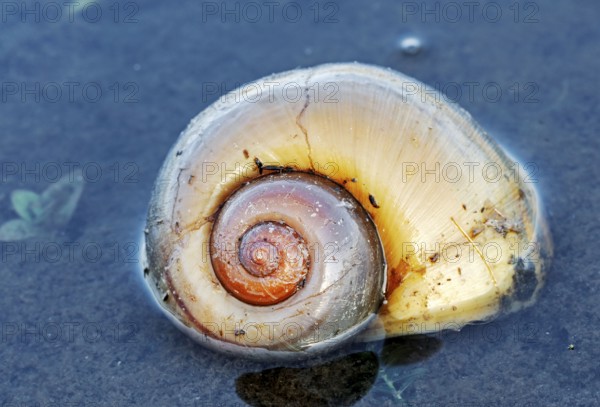 Apple Snail (Pomacea canaliculata), Florida, USA, snail shell, North America