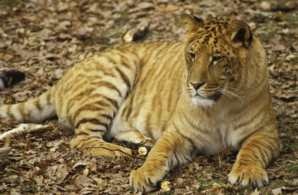 LIGRON, CROSS BETWEEN TIGER AND LION