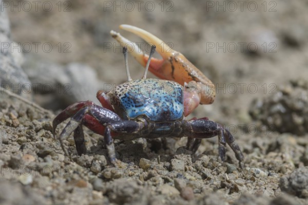 Fiddler crab, Seychelles Islands (Uca chlorophthalmus)