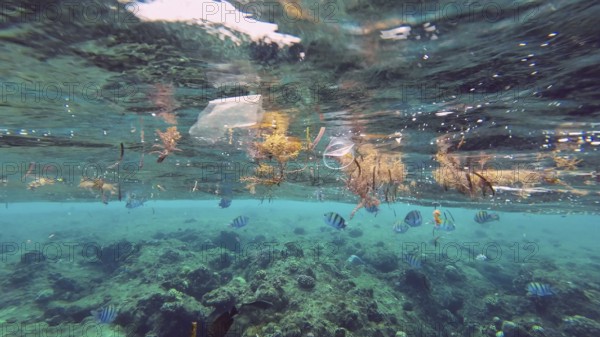Plastic debris drifts along with scraps of algae on surface of water above the coral reef, tropical