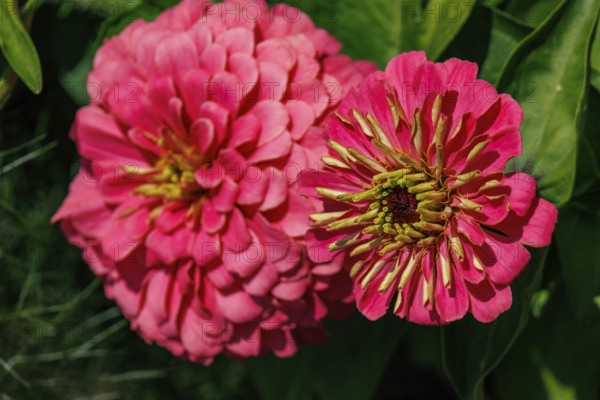Two red flowers in close-up, blooming lush and colourful, bad zwischenahn, Lower Saxony, Germany,