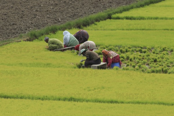 Farm workers are diligently planting in the lush green paddy fields, Farming, Anantnag, Jammu and