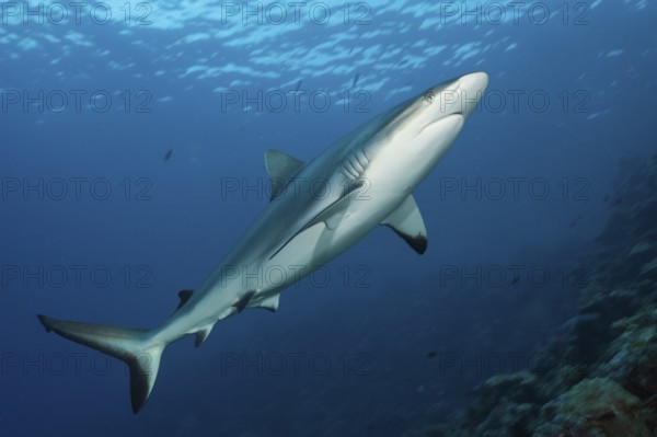 Grey reef shark, Carcharhinus amblyrhynchos, Beqa Lagoon, Viti Levu, Fiji, Oceania