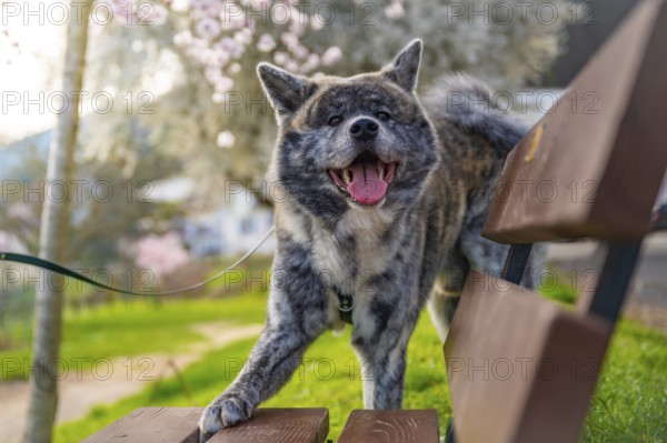 Akita inu with gray fur touching bench in the park during summertime, smiling at camera, horizontal