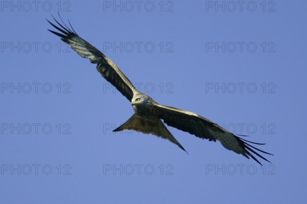 Red Kite (Milvus milvus), also Red Kite or Forked Harrier in flight, flying, also red Kite or fork