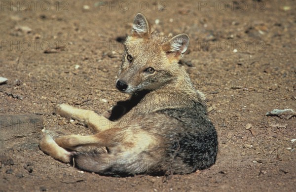 Golden Jackal (canis aureus) or Common Jackal