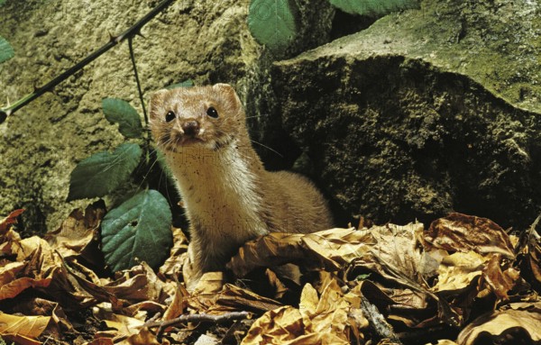 Weasel (mustela nivalis), Adult standing on Fallen Leaves, Normandy