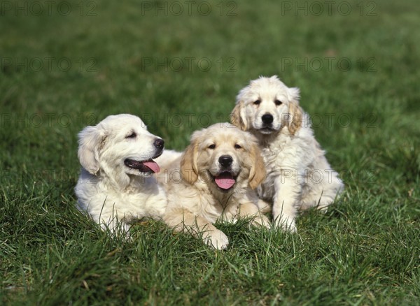 Golden Retriever Dog, Puppies standing on Grass