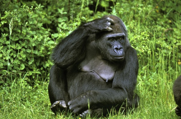 Eastern Lowland Gorille (gorilla gorilla) grauer, Female sitting on Grass