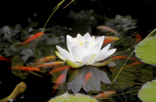 European white waterlilies (Nymphaea alba) in the pond, White water lily, Pond with goldfish