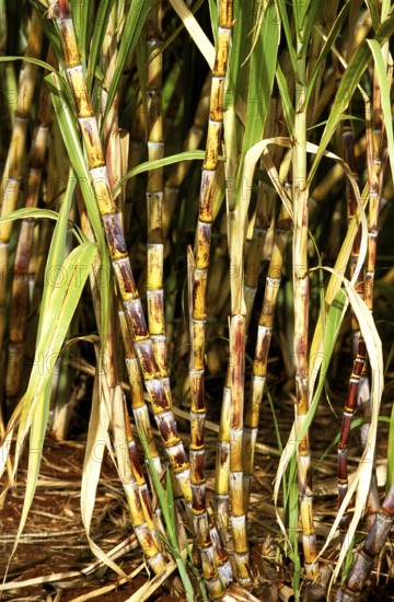 Sugar cane field, Hawaii