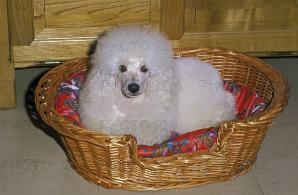 White dwarf poodle, dog lying in its basket