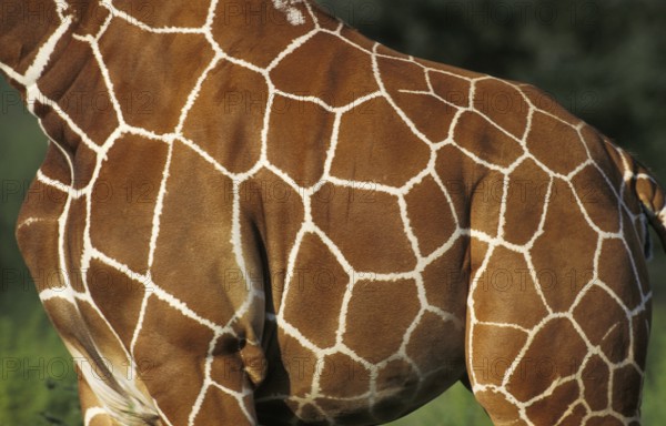 Reticulated Giraffe (giraffa camelopardalis reticulata), Close up of Skin, Samburu Park in Kenya
