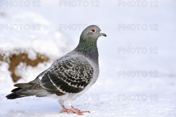 Feral domestic pigeon, North Rhine-Westphalia, Germany, lateral, Europe