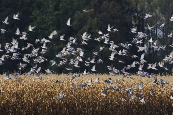 Common wood pigeons (Columba palumbus) Germany