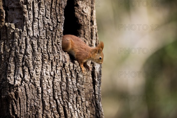 Red Squirrel (sciurus vulgaris), Adult at Nest Entrance, Normandy