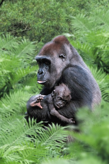 Western Gorilla, female with young (Gorilla gorilla gorilla)
