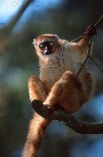 Blue-eyed lemur, female (Eulemur macaco flavifrons)