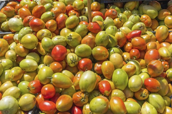 Red and green egg tomatoes at a market in Palermo, Sicily