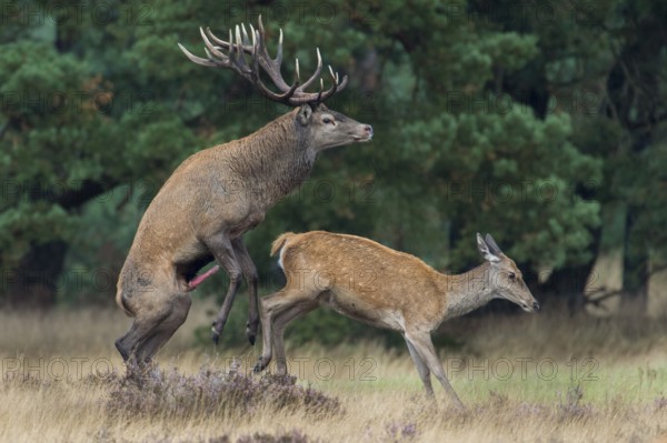 Red deer (Cervus elaphus) couple, copulating, Hooge Veluve National Park, Netherlands