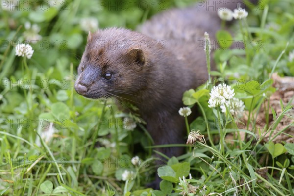 Mink