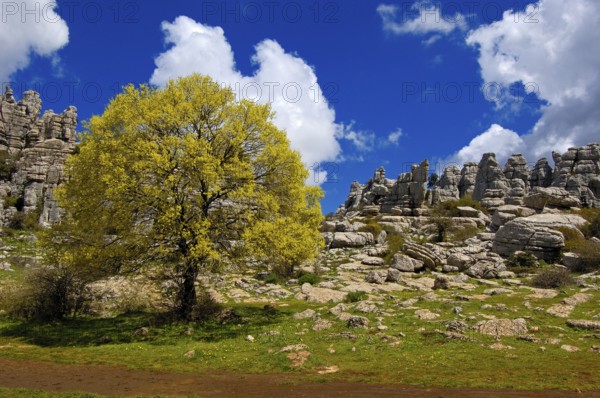 Jurassic limestones, El Torcal de Antequera Natural Park, Malaga Province, Andalusia, Spain, Europe