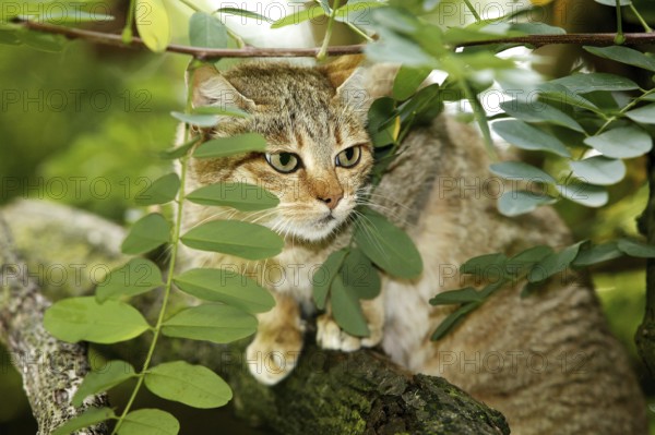 AFRICAN WILDCAT (felis silvestris lybica), ADULT STANDING ON BRANCH