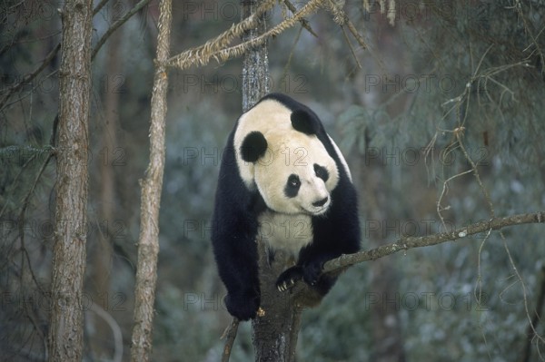 Giant Panda (ailuropoda melanoleuca), Wolong Reserve in China