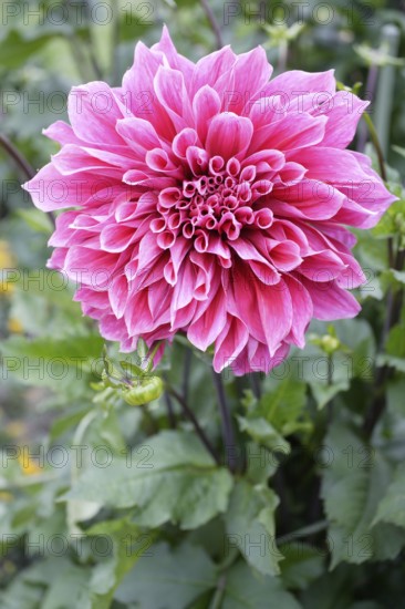 Dahlia 'Emory Paul' (Dahlia hybrida)