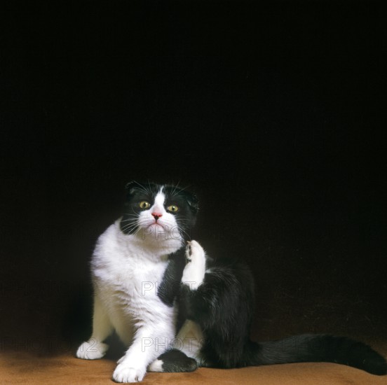 Scottish Fold Domestic Cat Scratching