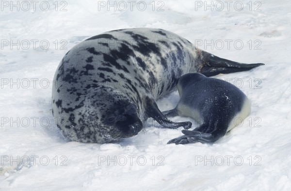 HOODED SEAL (cystophora cristata), MOTHER WITH PUP SUCKLING ON ICE FIELD, MAGDALENA ISLAND IN