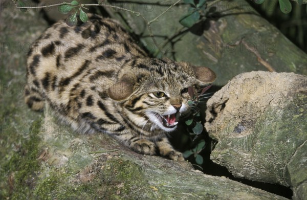 Black-footed cat (felis nigripes), adult growling on branch