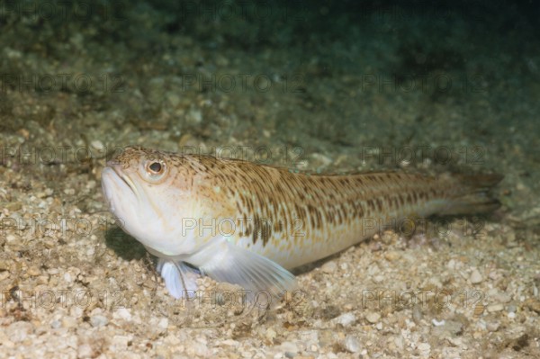 Greater Weever (Trachinus draco), Istria, Adriatic Sea, Croatia, Europe