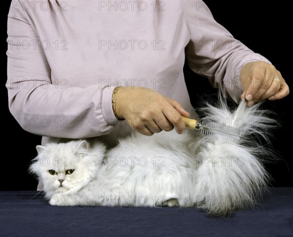 Woman with White Persian Domestic Cat