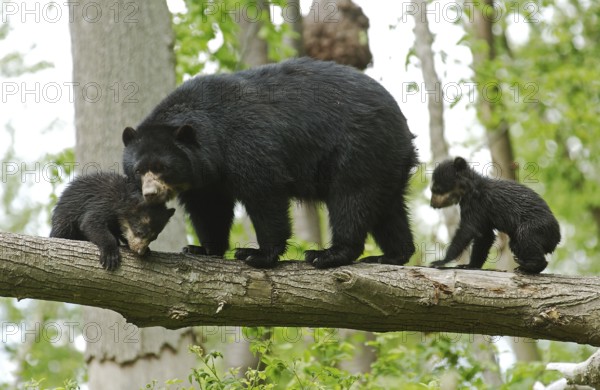Spectacled bear (tremarctos ornatus), female with young